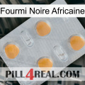 African Black Ant 24
